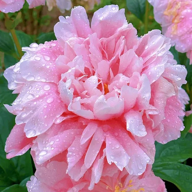 RoyalBloom - Luxurious Peony Flower Seeds | The Queen of Flowers – Pink / 20 Seeds