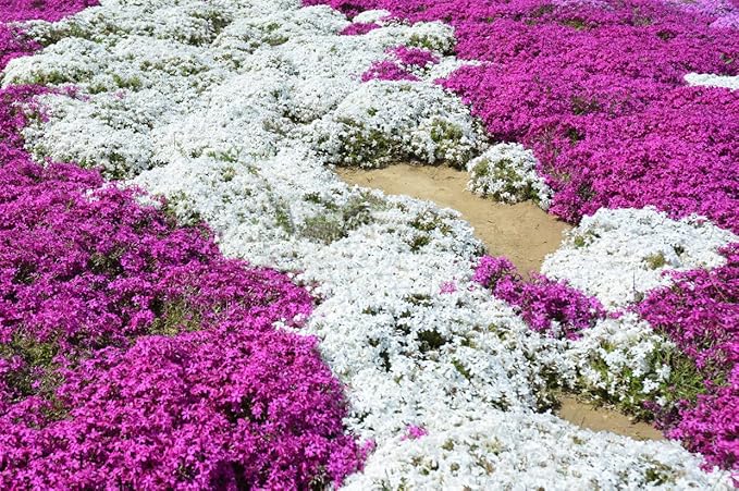 ThymeCreep – Optimal Ground Cover Seeds – image 4