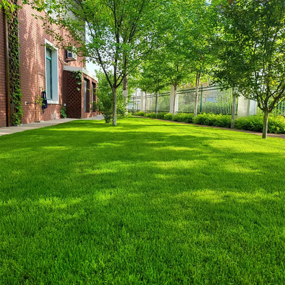 LawnRevive – Quick Repair Grass Seed Mix – 100g (32-43 ft²)