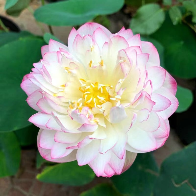 LotusBloom – The Sacred Bonsai Bowl Lotus Flower – image 14