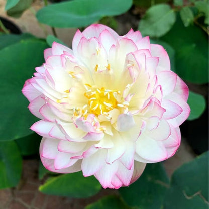 LotusBloom – The Sacred Bonsai Bowl Lotus Flower – image 14