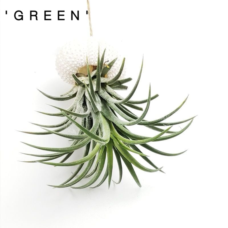 AquaBloom – Hanging Air Plant Jellyfish – Hanging - 'Green'