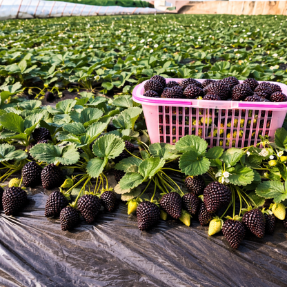 ShadowBerry - Exotic Black Strawberry Seeds – image 4