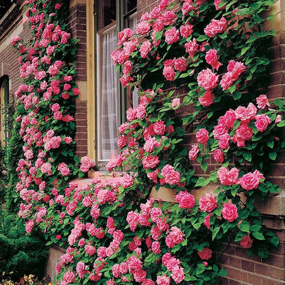 BloomVine – Beautiful Climbing Rose Seeds – image 20
