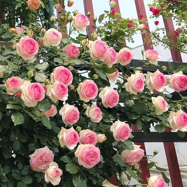 BloomVine – Beautiful Climbing Rose Seeds – image 21