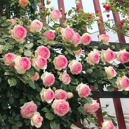 BloomVine – Beautiful Climbing Rose Seeds – image 21