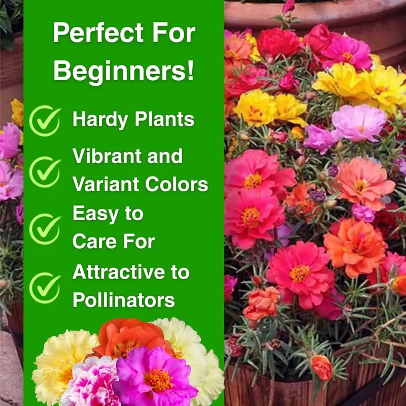 ColorWave Portulaca – Summer Bloom Seeds – image 7
