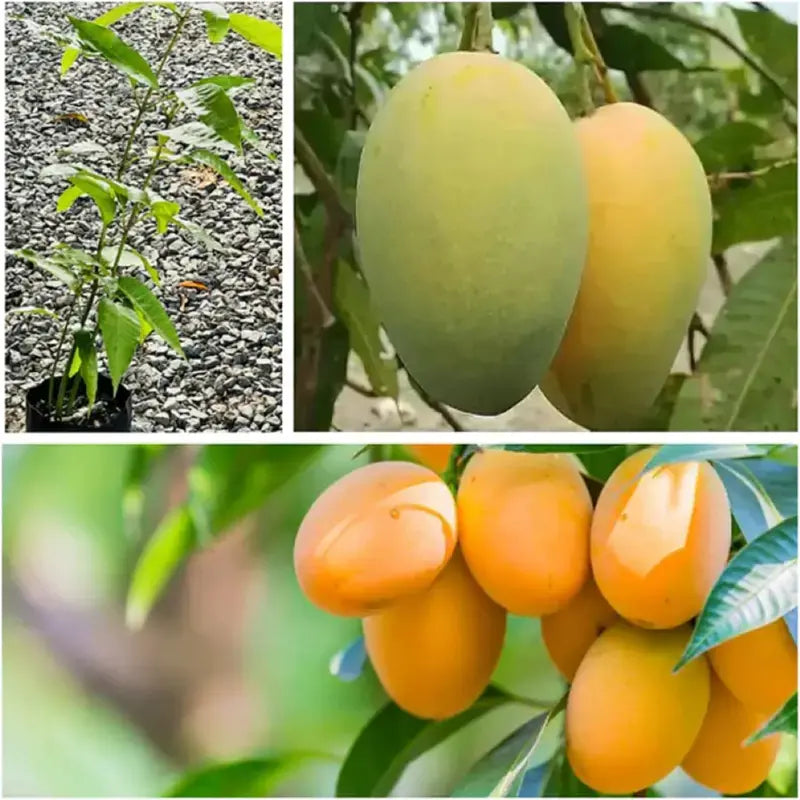 MangoMajesty – Tropical Grow Kit – image 7