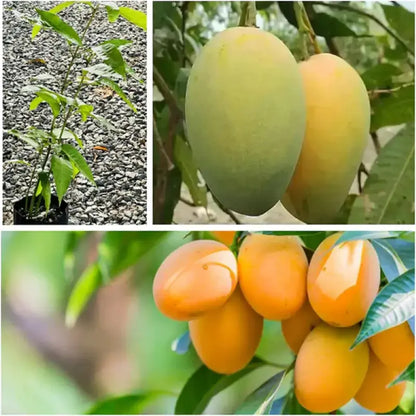 MangoMajesty – Tropical Grow Kit – image 7