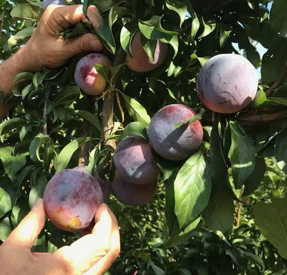 PureHarvest – Heirloom Non-GMO Grafted Plum Tree Sapling – image 3