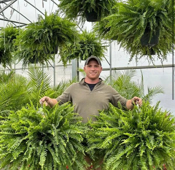 GreenGlow – Realistic Artificial Boston Fern – 1 Bundle (Fills a flower pot)
