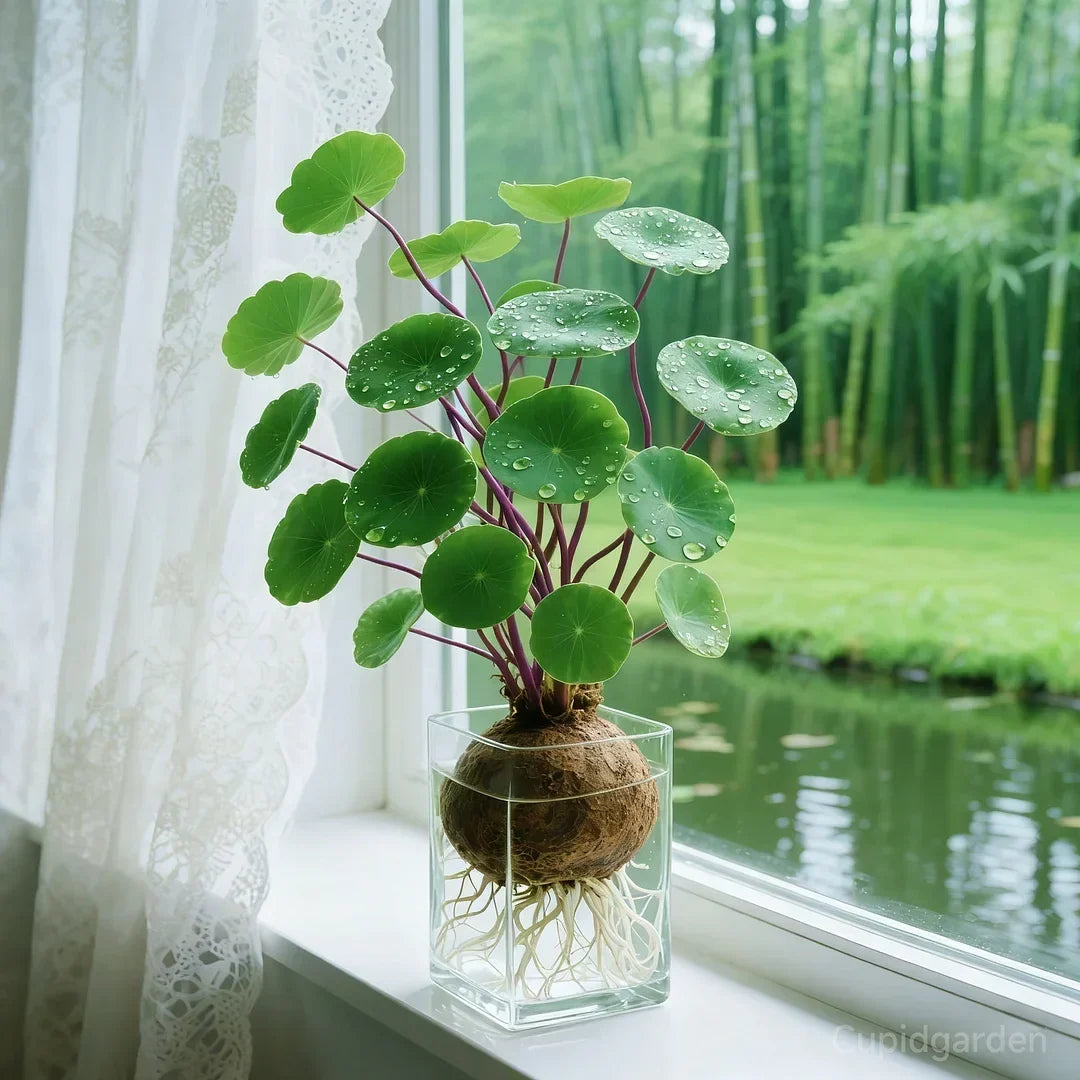 Red rattan Stephania Erecta: The strongest houseplant for lazy people – image 4