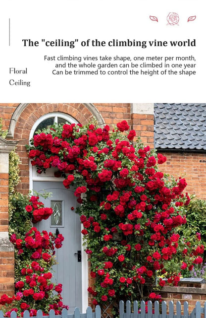 BloomVine – Beautiful Climbing Rose Seeds – image 22