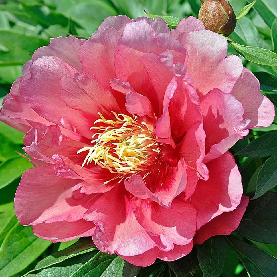 Rare Climbing Peony BulbsBig Full Blooms, Cold Hardy Perennial, Easy to Grow Garden Favorite – image 32