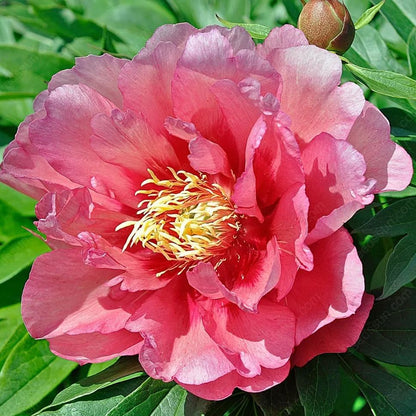 Rare Climbing Peony BulbsBig Full Blooms, Cold Hardy Perennial, Easy to Grow Garden Favorite – image 32