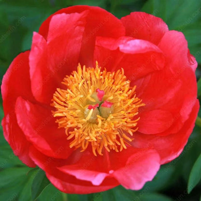 Rare Climbing Peony BulbsBig Full Blooms, Cold Hardy Perennial, Easy to Grow Garden Favorite – image 33