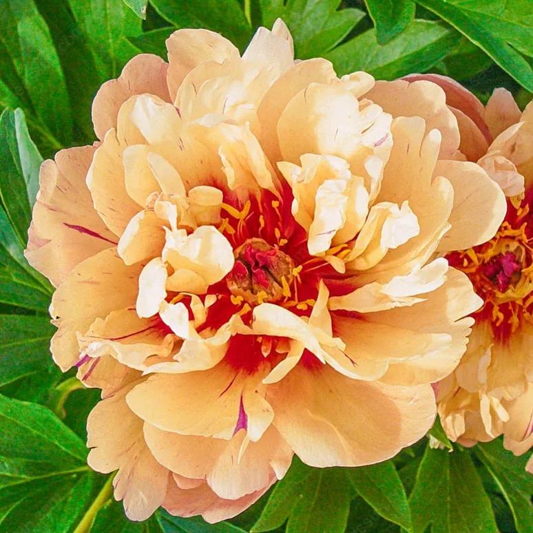 Rare Climbing Peony BulbsBig Full Blooms, Cold Hardy Perennial, Easy to Grow Garden Favorite – image 34