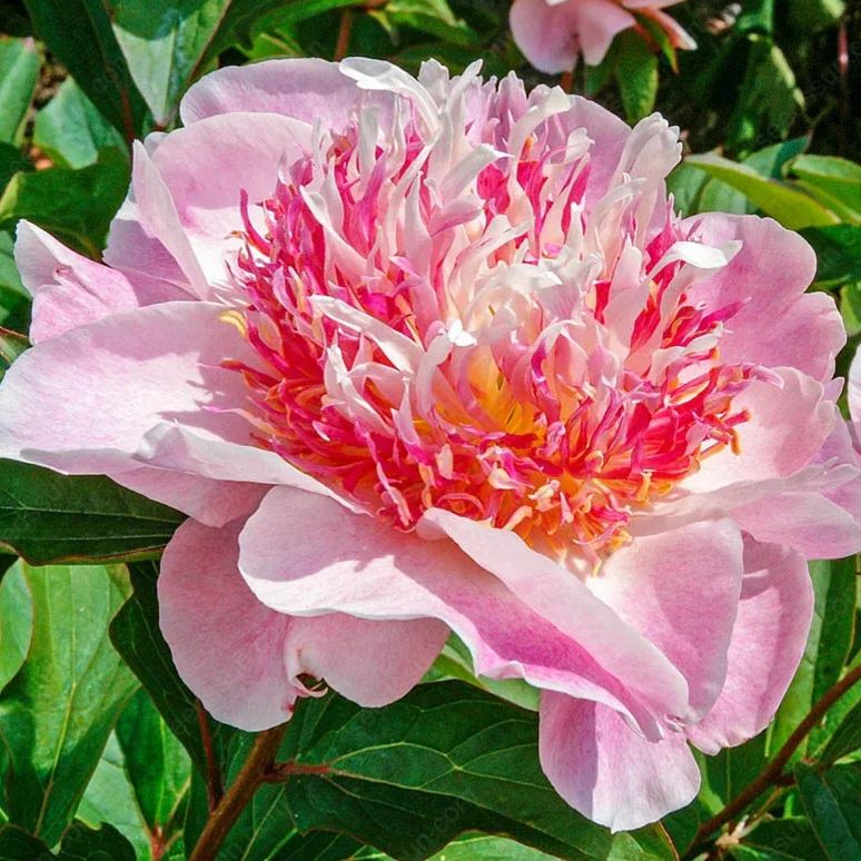 Rare Climbing Peony BulbsBig Full Blooms, Cold Hardy Perennial, Easy to Grow Garden Favorite – image 35
