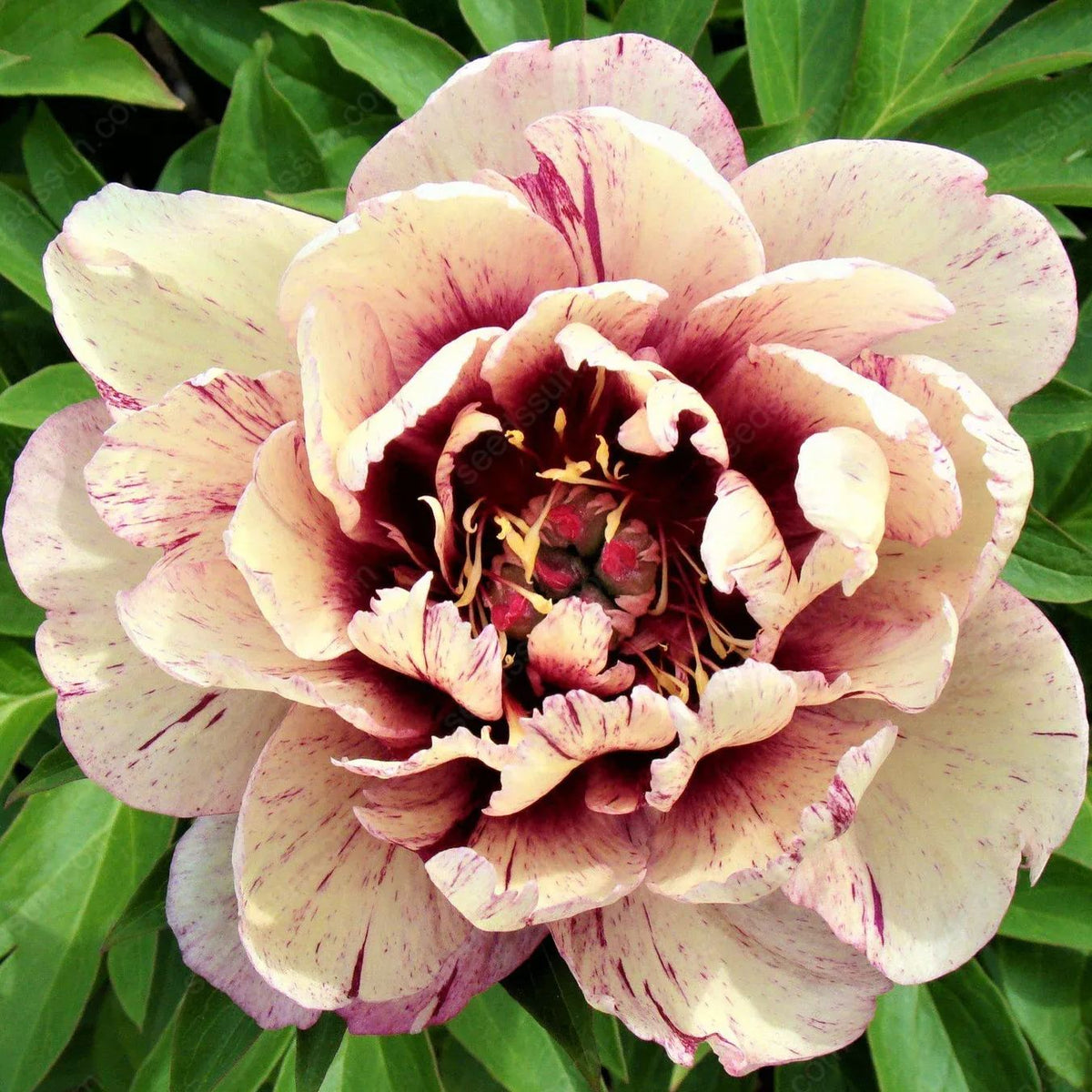 Rare Climbing Peony BulbsBig Full Blooms, Cold Hardy Perennial, Easy to Grow Garden Favorite – image 36