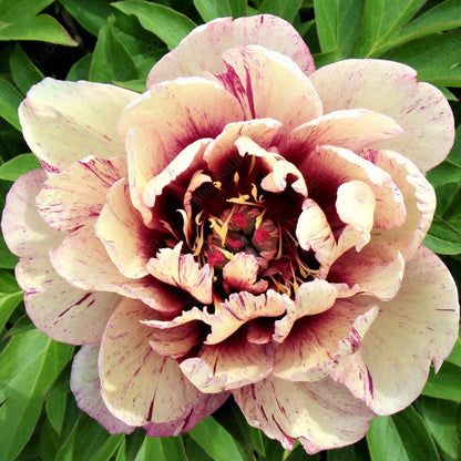 Rare Climbing Peony BulbsBig Full Blooms, Cold Hardy Perennial, Easy to Grow Garden Favorite – image 36