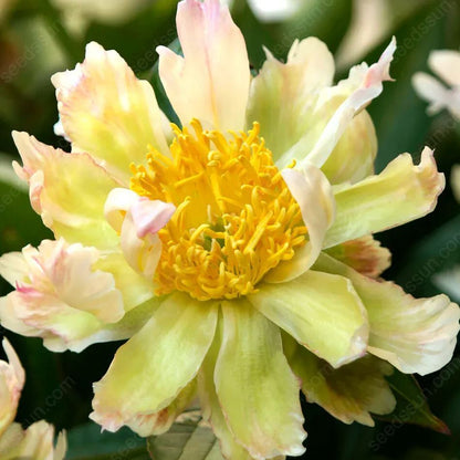 Rare Climbing Peony BulbsBig Full Blooms, Cold Hardy Perennial, Easy to Grow Garden Favorite – image 38