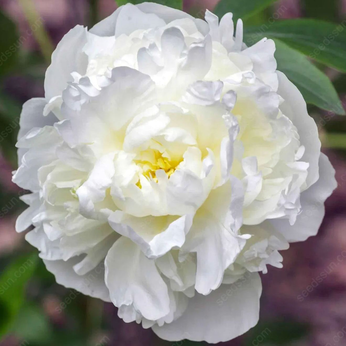 Rare Climbing Peony BulbsBig Full Blooms, Cold Hardy Perennial, Easy to Grow Garden Favorite – image 37
