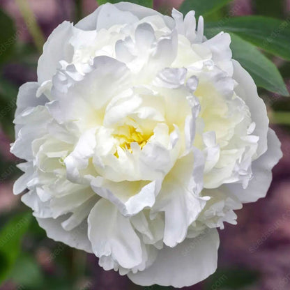 Rare Climbing Peony BulbsBig Full Blooms, Cold Hardy Perennial, Easy to Grow Garden Favorite – image 37