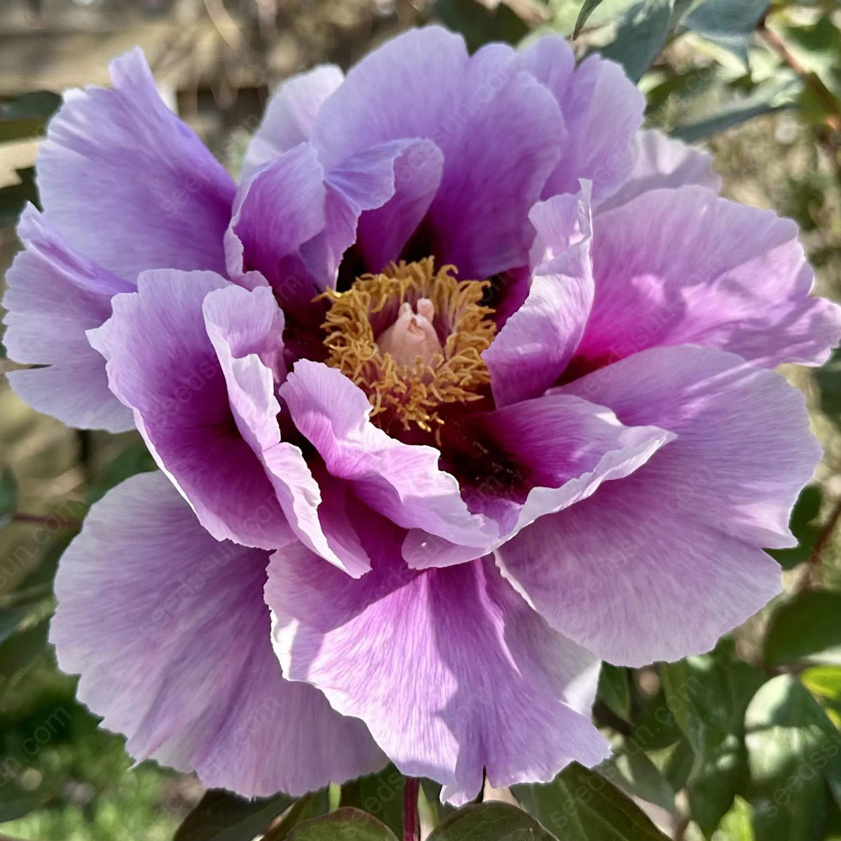 Rare Climbing Peony BulbsBig Full Blooms, Cold Hardy Perennial, Easy to Grow Garden Favorite – image 39