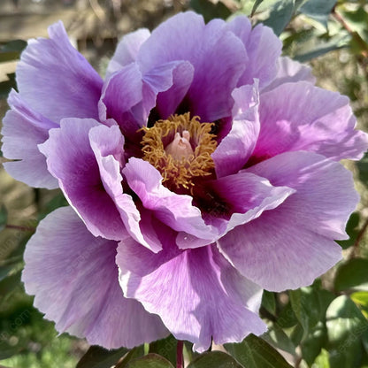 Rare Climbing Peony BulbsBig Full Blooms, Cold Hardy Perennial, Easy to Grow Garden Favorite – image 39