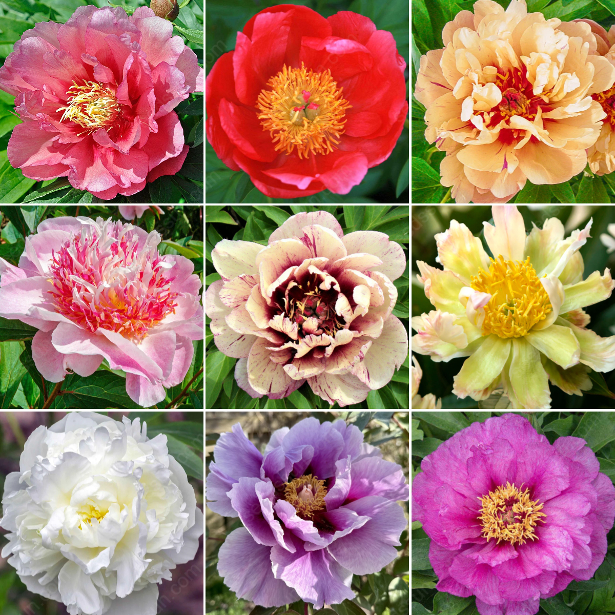 Rare Climbing Peony BulbsBig Full Blooms, Cold Hardy Perennial, Easy to Grow Garden Favorite – image 31