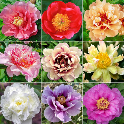 Rare Climbing Peony BulbsBig Full Blooms, Cold Hardy Perennial, Easy to Grow Garden Favorite – image 31