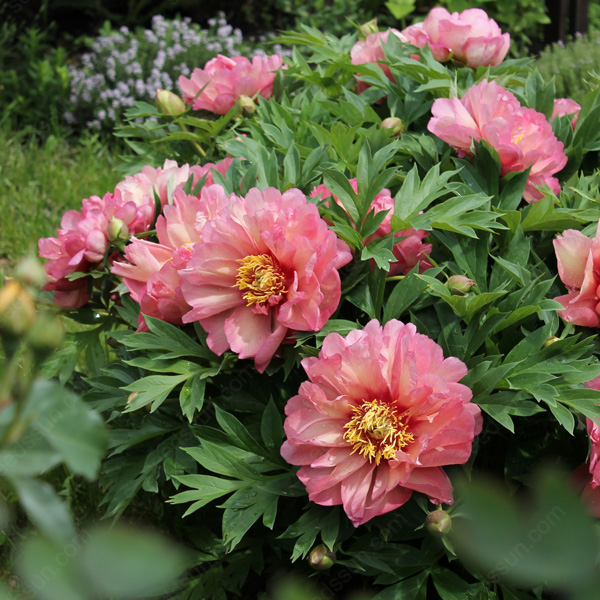 Rare Climbing Peony BulbsBig Full Blooms, Cold Hardy Perennial, Easy to Grow Garden Favorite – image 9