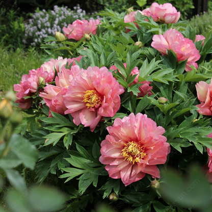 Rare Climbing Peony BulbsBig Full Blooms, Cold Hardy Perennial, Easy to Grow Garden Favorite – image 9