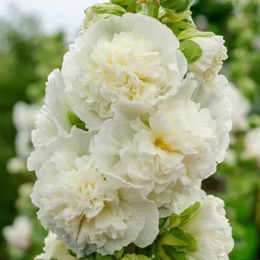 PollinatorPride - Double Hollyhock Seeds – White (300 Seeds)