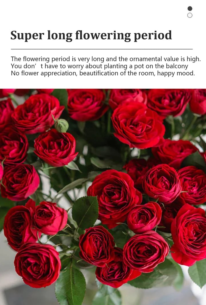 BloomVine – Beautiful Climbing Rose Seeds – image 12