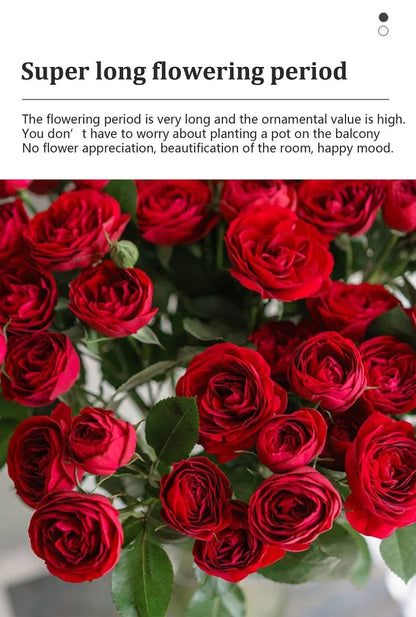 BloomVine – Beautiful Climbing Rose Seeds – image 12