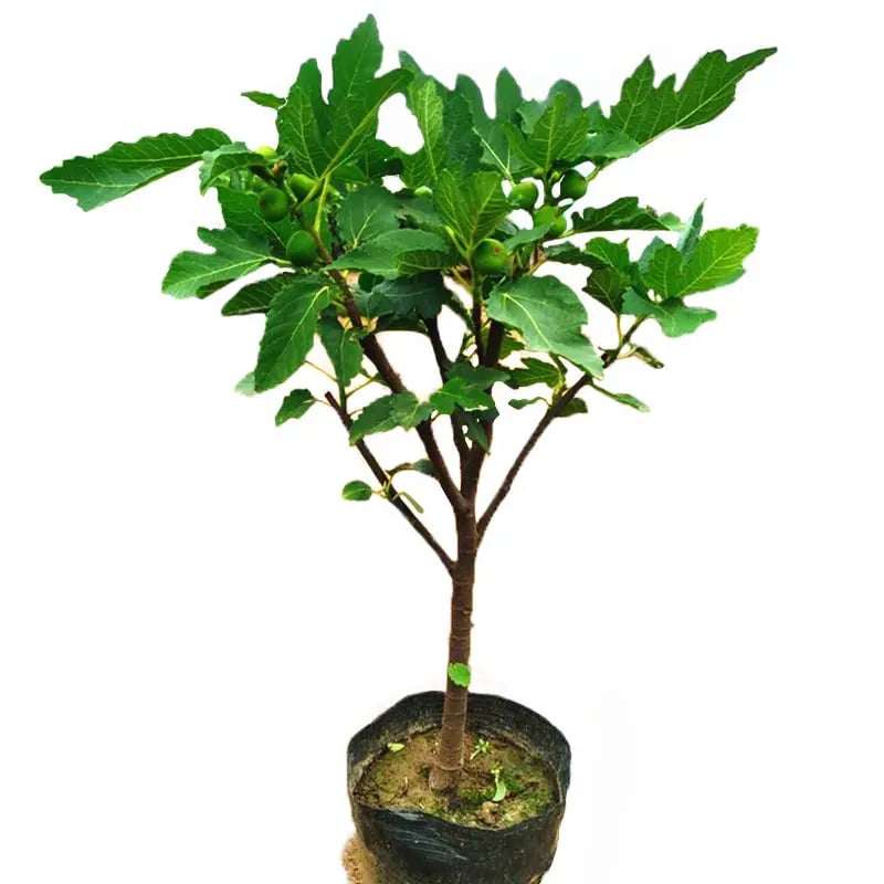 Mission Fig Seeds (Ficus carica) — Hardy, Easy-to-Grow Perennial Fruit Tree – image 6