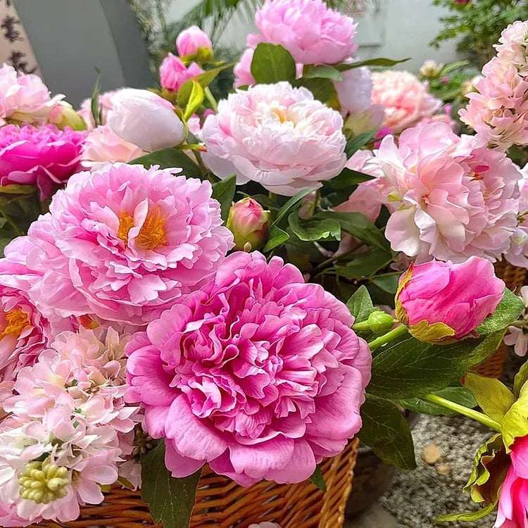 RoyalBloom - Luxurious Peony Flower Seeds | The Queen of Flowers – image 2