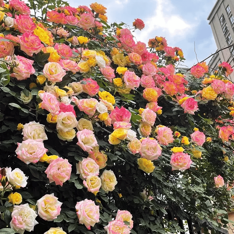 BloomVine – Beautiful Climbing Rose Seeds – image 23