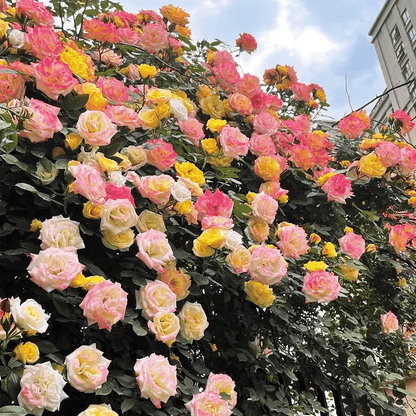 BloomVine – Beautiful Climbing Rose Seeds – image 23