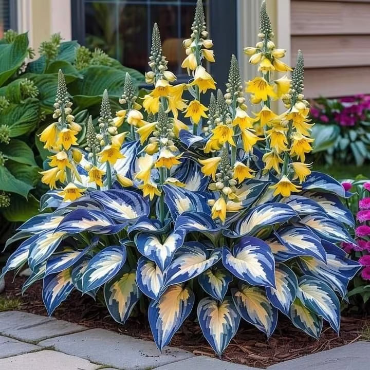 GardenÉlan – Rare Hosta Seeds for Home Gardens (100 Seeds) – Blue Porcelain