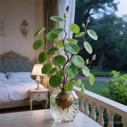 Red rattan Stephania Erecta: The strongest houseplant for lazy people – image 2
