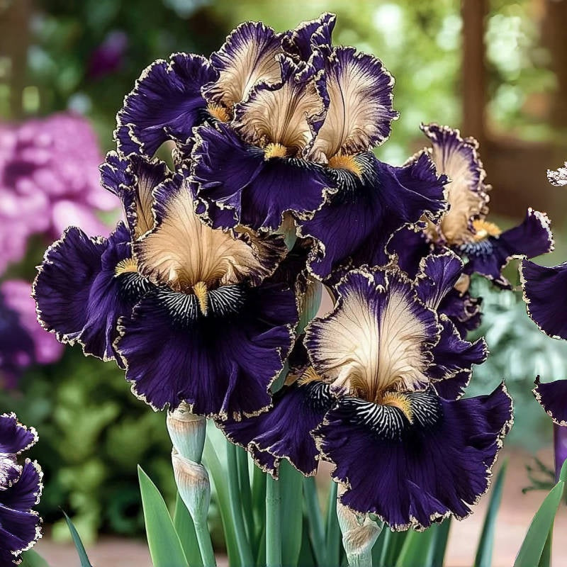 BloomAura – Exotic Tall Bearded Iris Flower – Royal Iris / 2 Iris Rhizomes