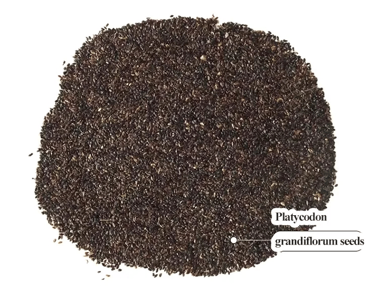 BloomRidge – Hardy Perennial Lisianthus Seeds – image 36