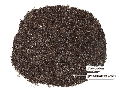 BloomRidge – Hardy Perennial Lisianthus Seeds – image 36
