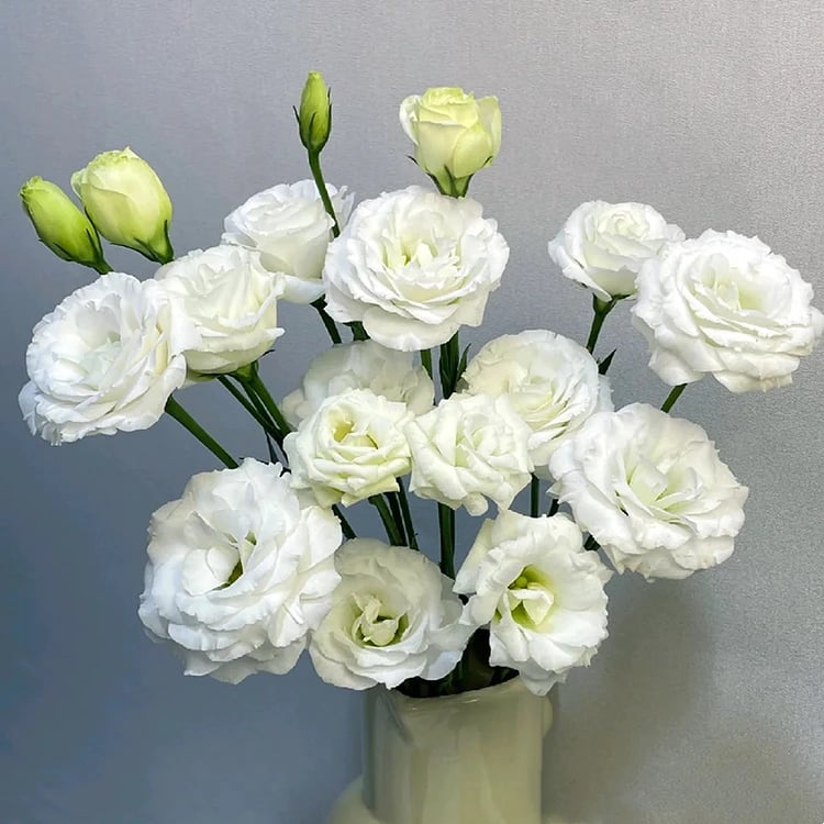 BloomRidge – Hardy Perennial Lisianthus Seeds – image 37