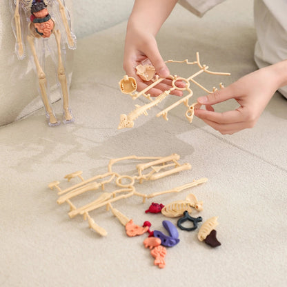 SmartSkeleton – Fun Stem Anatomy Model for Kids – image 3