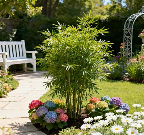ProsperPlant - Bamboo Cypress for Luck & Growth – 100 Seeds