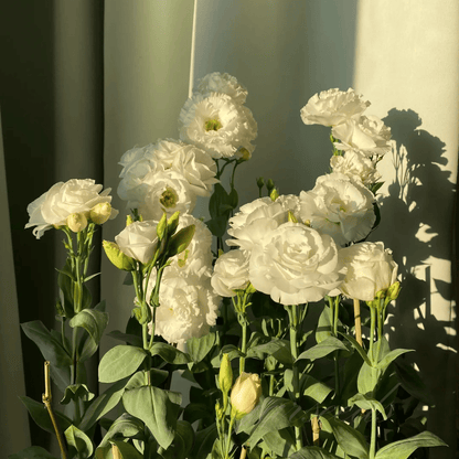 BloomRidge – Hardy Perennial Lisianthus Seeds – image 45