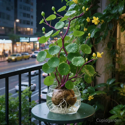 Red rattan Stephania Erecta: The strongest houseplant for lazy people